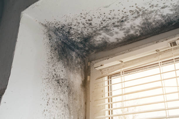 Affordable Commercial Mold Remediation solutions in Benson, AZ
